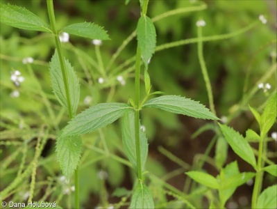 Verbena incompta – sporýš malokvětý