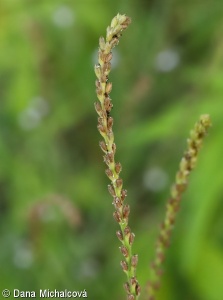 Verbena officinalis – sporýš lékařský