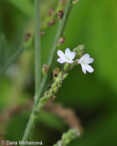 Verbena officinalis – sporýš lékařský