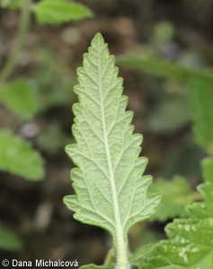 Verbena ×hybrida – sporýš zahradní