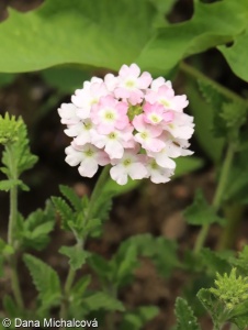 Verbena ×hybrida – sporýš zahradní