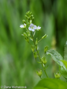 Veronica anagallis-aquatica subsp. anagallis-aquatica – rozrazil drchničkovitý pravý