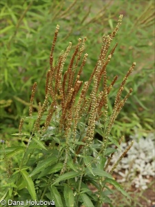 Veronica caucasica