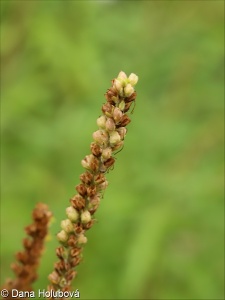 Veronica caucasica