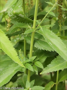 Veronica caucasica