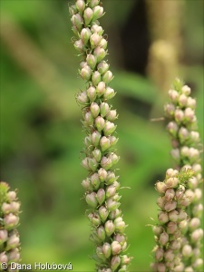 Veronica caucasica