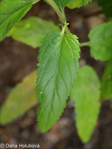 Veronica caucasica