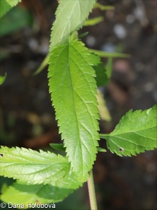 Veronica caucasica