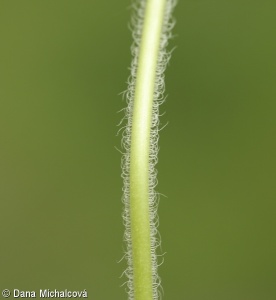 Veronica chamaedrys subsp. chamaedrys – rozrazil rezekvítek pravý