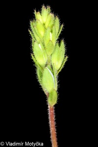 Veronica chamaedrys subsp. chamaedrys – rozrazil rezekvítek pravý