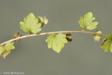 Veronica hederifolia – rozrazil břečťanolistý