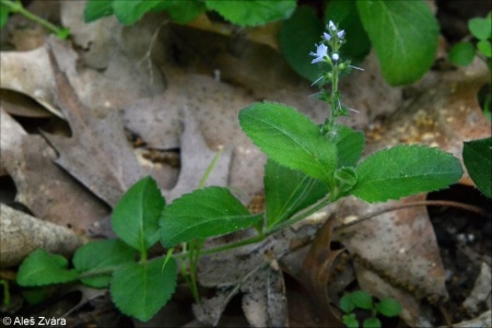 Veronica officinalis