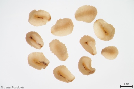 Veronica persica – rozrazil perský