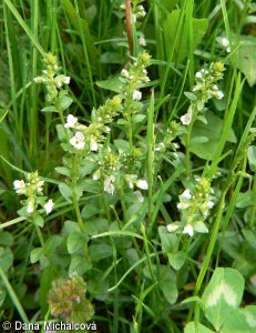 Veronica serpyllifolia subsp. serpyllifolia – rozrazil douškolistý pravý
