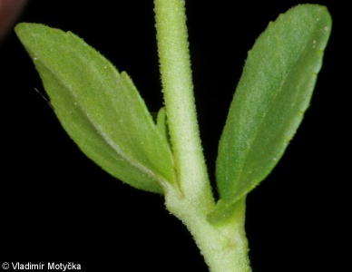 Veronica serpyllifolia subsp. serpyllifolia – rozrazil douškolistý pravý