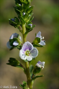 Veronica serpyllifolia subsp. serpyllifolia – rozrazil douškolistý pravý