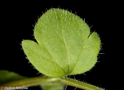 Veronica hederifolia agg. – okruh rozrazilu břečťanolistého