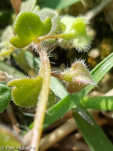 Veronica hederifolia aggr.