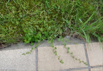 Veronica hederifolia aggr.