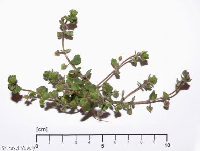 Veronica hederifolia agg. – okruh rozrazilu břečťanolistého