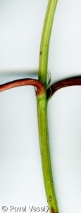 Viburnum opulus – kalina obecná