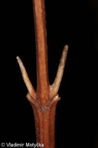 Viburnum opulus – kalina obecná