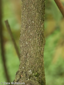Viburnum rhytidophyllum – kalina svraskalá