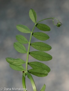 Vicia angustifolia – vikev úzkolistá