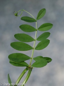 Vicia angustifolia – vikev úzkolistá