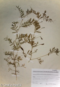 Vicia articulata – vikev článkovaná