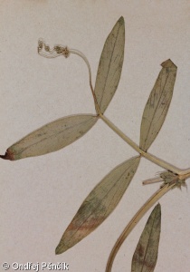 Vicia bithynica – vikev maloasijská