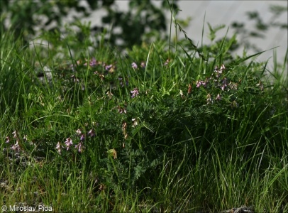 Vicia cassubica – vikev kašubská