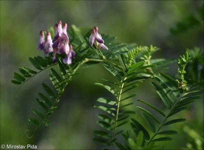 Vicia cassubica – vikev kašubská