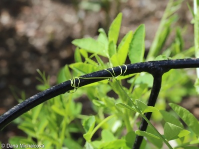 Vicia dumetorum – vikev křovištní