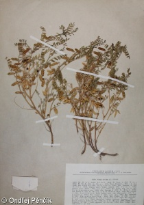 Vicia ervilia – vikev čočková