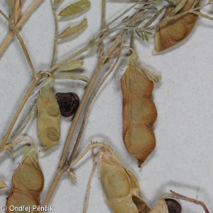 Vicia ervilia – vikev čočková