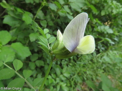 Vicia grandiflora – vikev velkokvětá