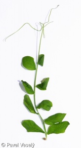 Vicia grandiflora – vikev velkokvětá