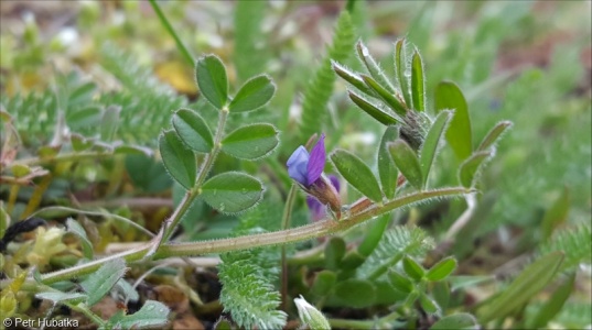 Vicia lathyroides