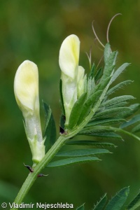 Vicia lutea – vikev žlutá
