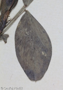 Vicia narbonensis – vikev narbonská