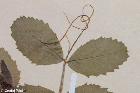 Vicia narbonensis – vikev narbonská