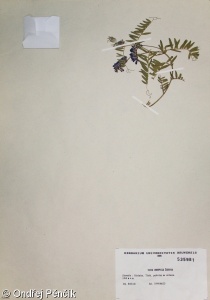 Vicia oreophila – vikev horská