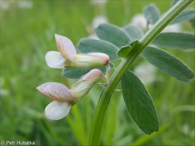 Vicia pannonica