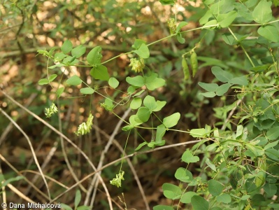 Vicia pisiformis – vikev hrachovitá