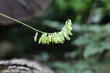 Vicia pisiformis – vikev hrachovitá