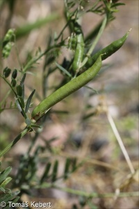 Vicia sativa