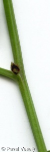 Vicia sepium – vikev plotní