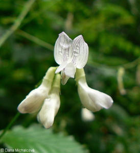Vicia sylvatica – vikev lesní