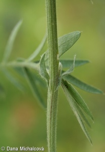 Vicia villosa – vikev huňatá